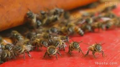 蜜蜂在一个圆圈内从左向右摄像
